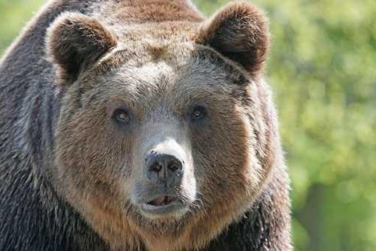 В Хабаровске медведь разгромил торговый центр. Видео