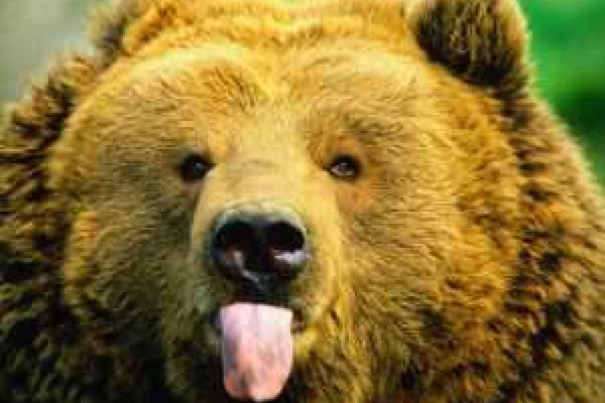 В Иркутской области собака спасла хозяйку от медведя В Иркутской области собака спасла хозяйку от медведя