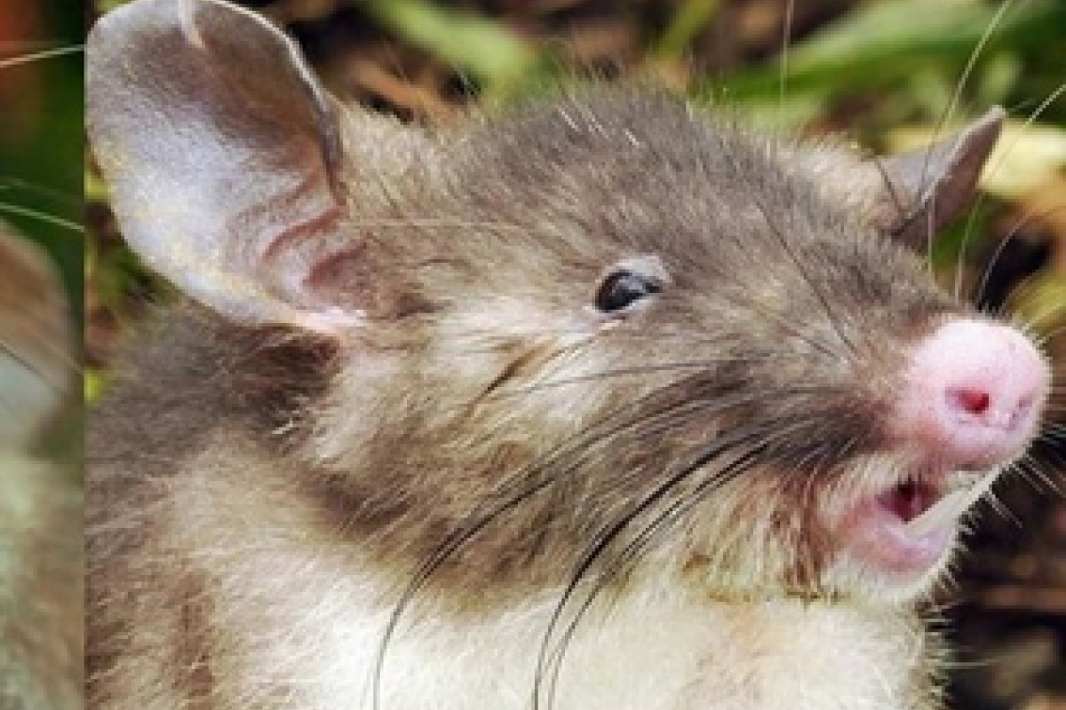 В Индонезии нашли новый вид крыс со «свиным носом»