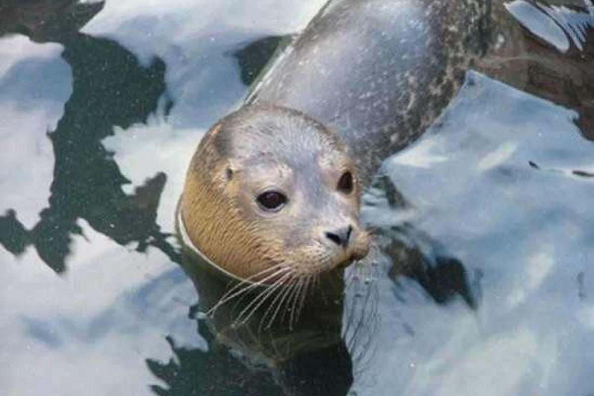 Мурманские ученые создают из морских тюленей военных биороботов 