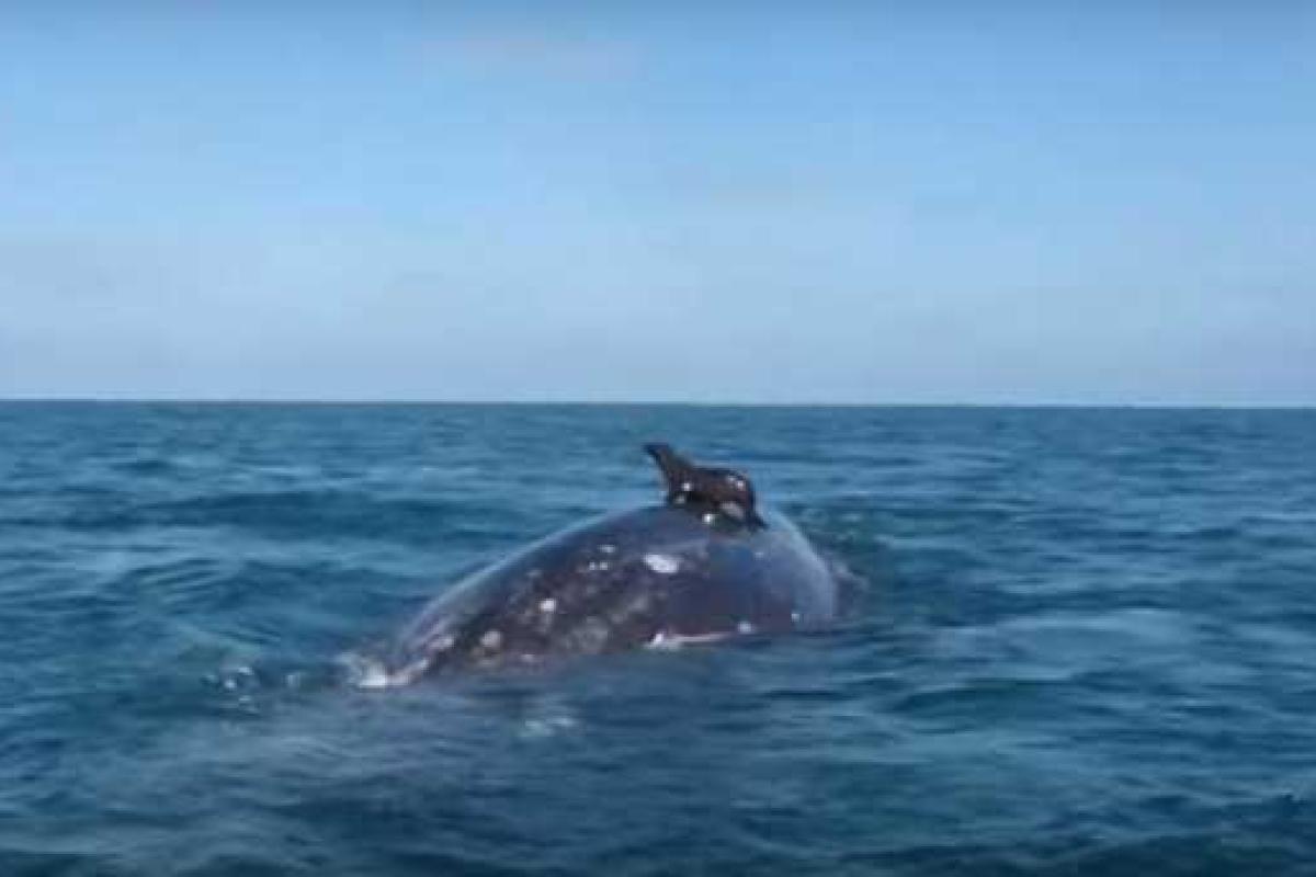 В Мексике и Австралии тюлени начали кататься на китах. Видео