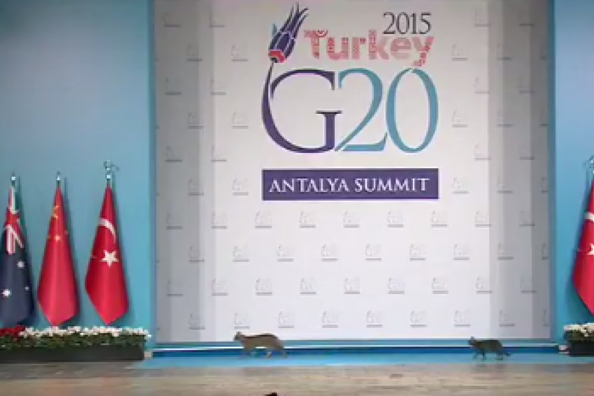 Кошачье трио "зажгло" на саммите G20. Видео Кошачье трио "зажгло" на саммите G20. Видео