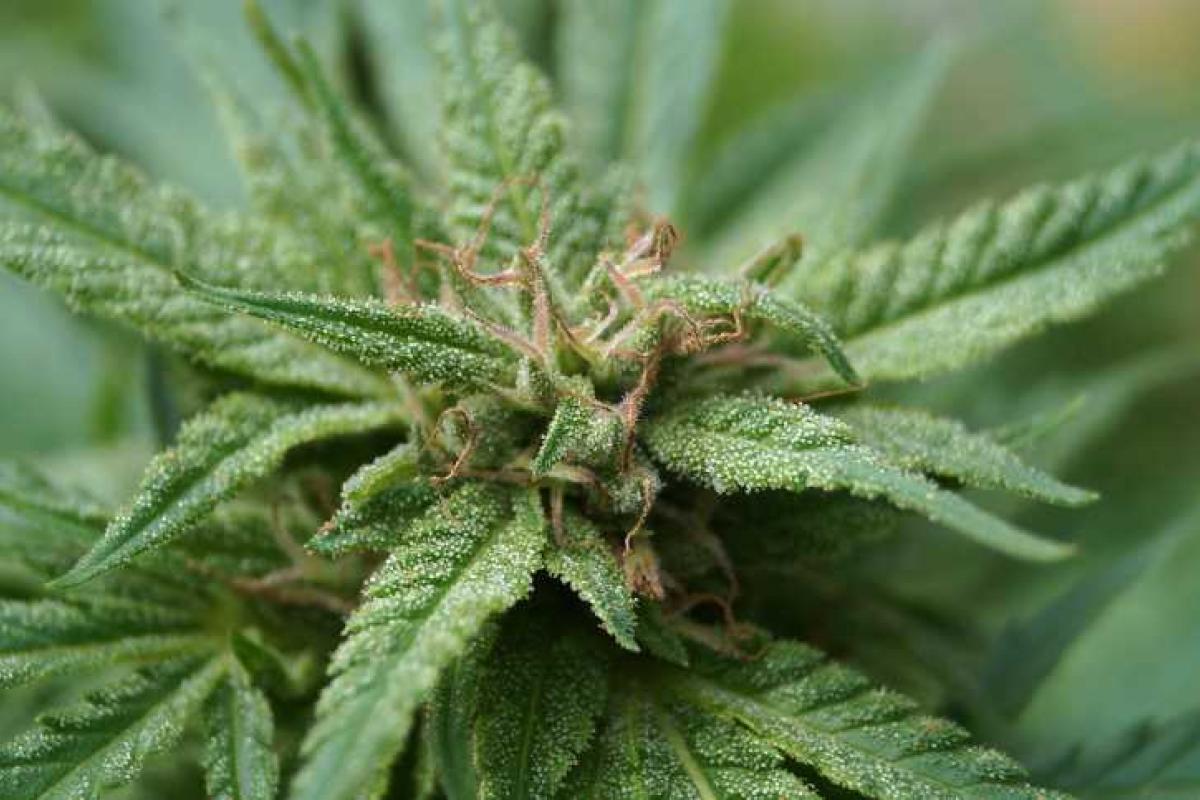 Канадский премьер Джастин Трюдо первым делом взялся за легализацию марихуаны