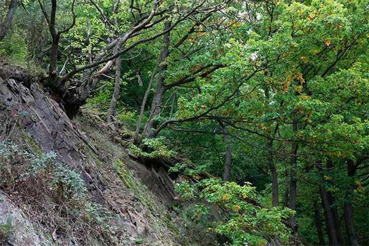 Штурман сбитого российского бомбардировщика сутки прятался в лесу Штурман сбитого российского бомбардировщика сутки прятался в лесу