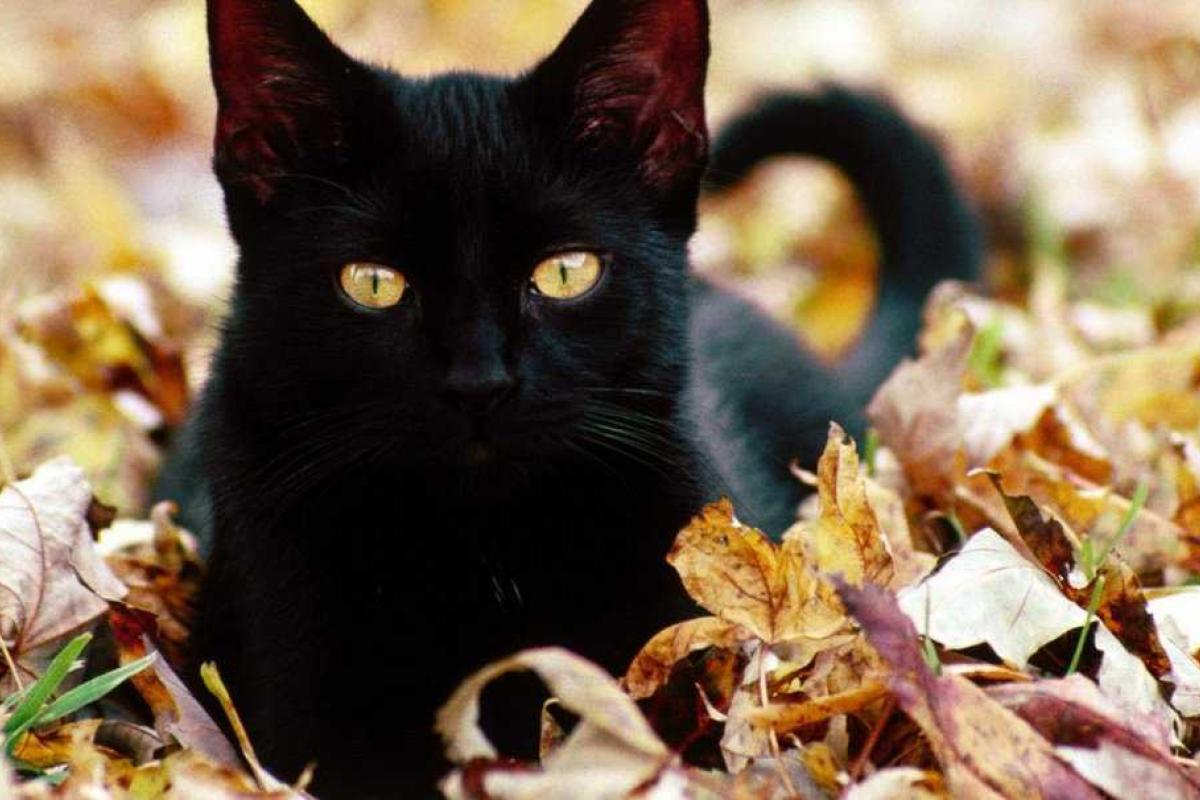 Британец заявил в полицию на кошку, которая съела его бекон