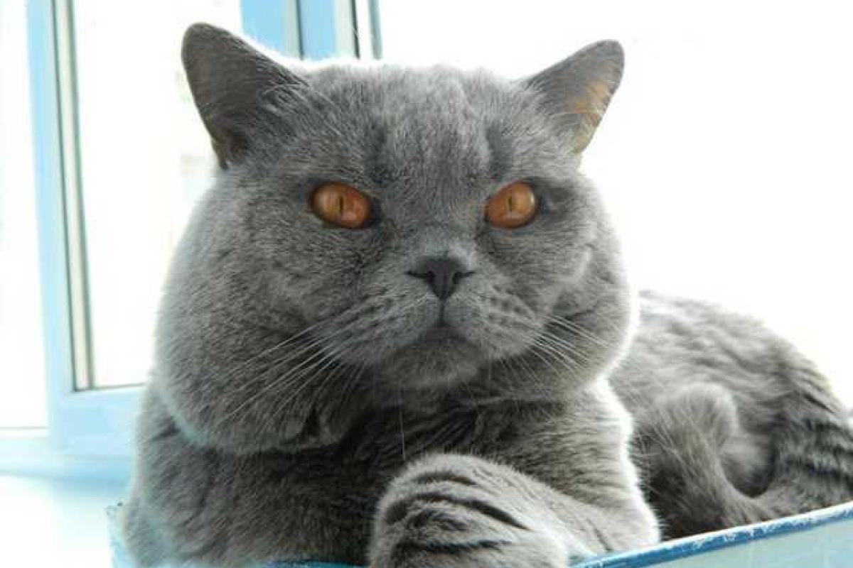 В полиции Ростовской области профилактикой преступности занимается кот