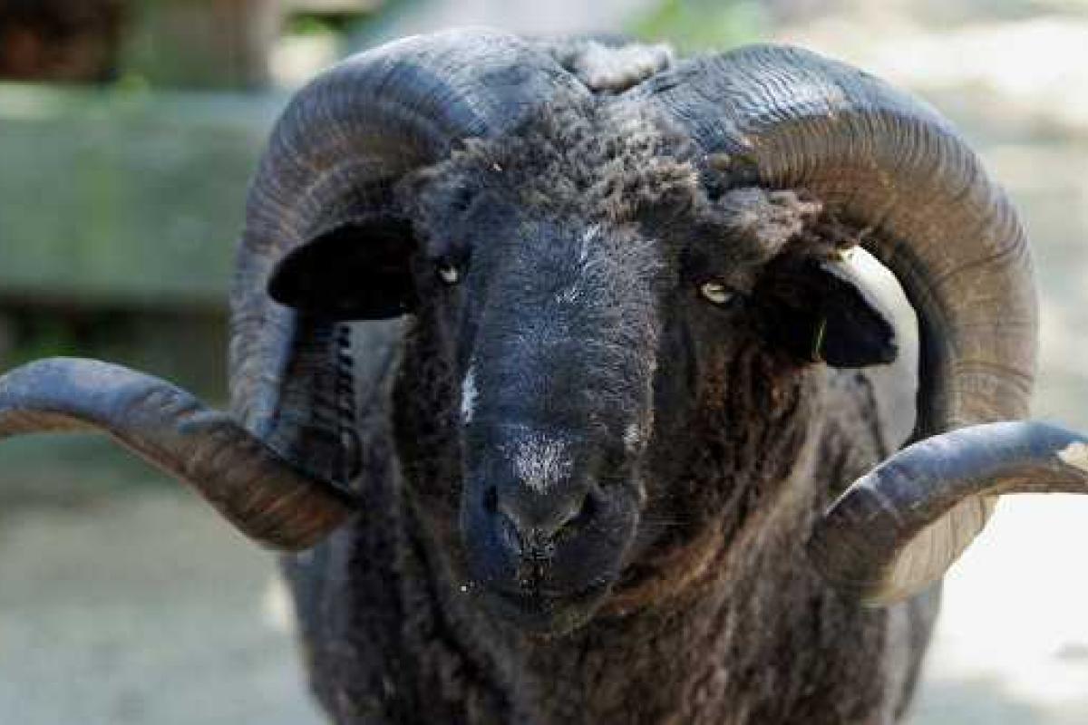 Россиянина до смерти забодал соседский баран Россиянина до смерти забодал соседский баран