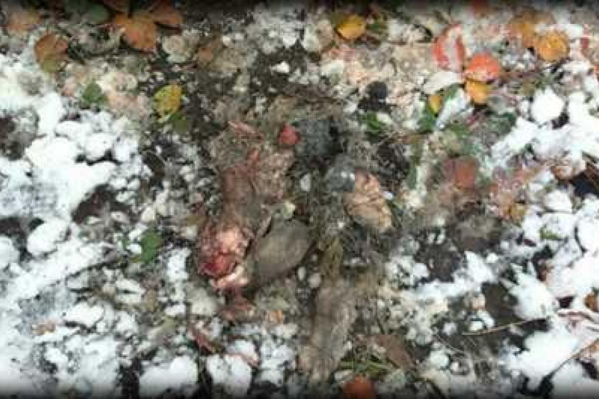 В Макеевке голодные волки нападают на людей В Макеевке голодные волки нападают на людей