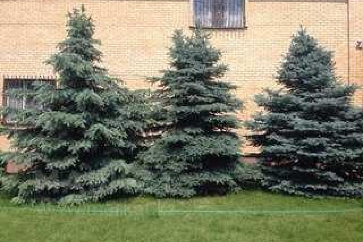 В Мариуполе уже "готовятся" к Новому году: неизвестные в центре города похитили шесть голубых елей 