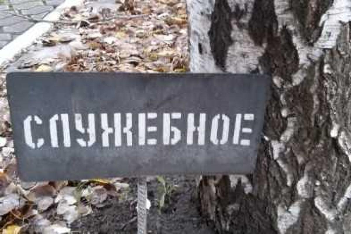 В Мариуполе обнаружили уникальное "служебное" дерево В Мариуполе обнаружили уникальное "служебное" дерево