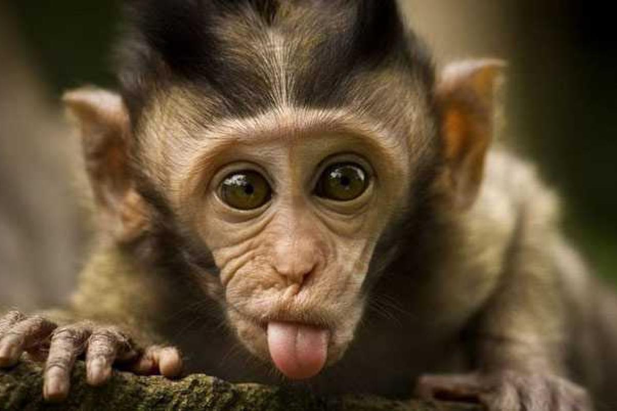 Чего ждать в 2016 году? Гороскоп