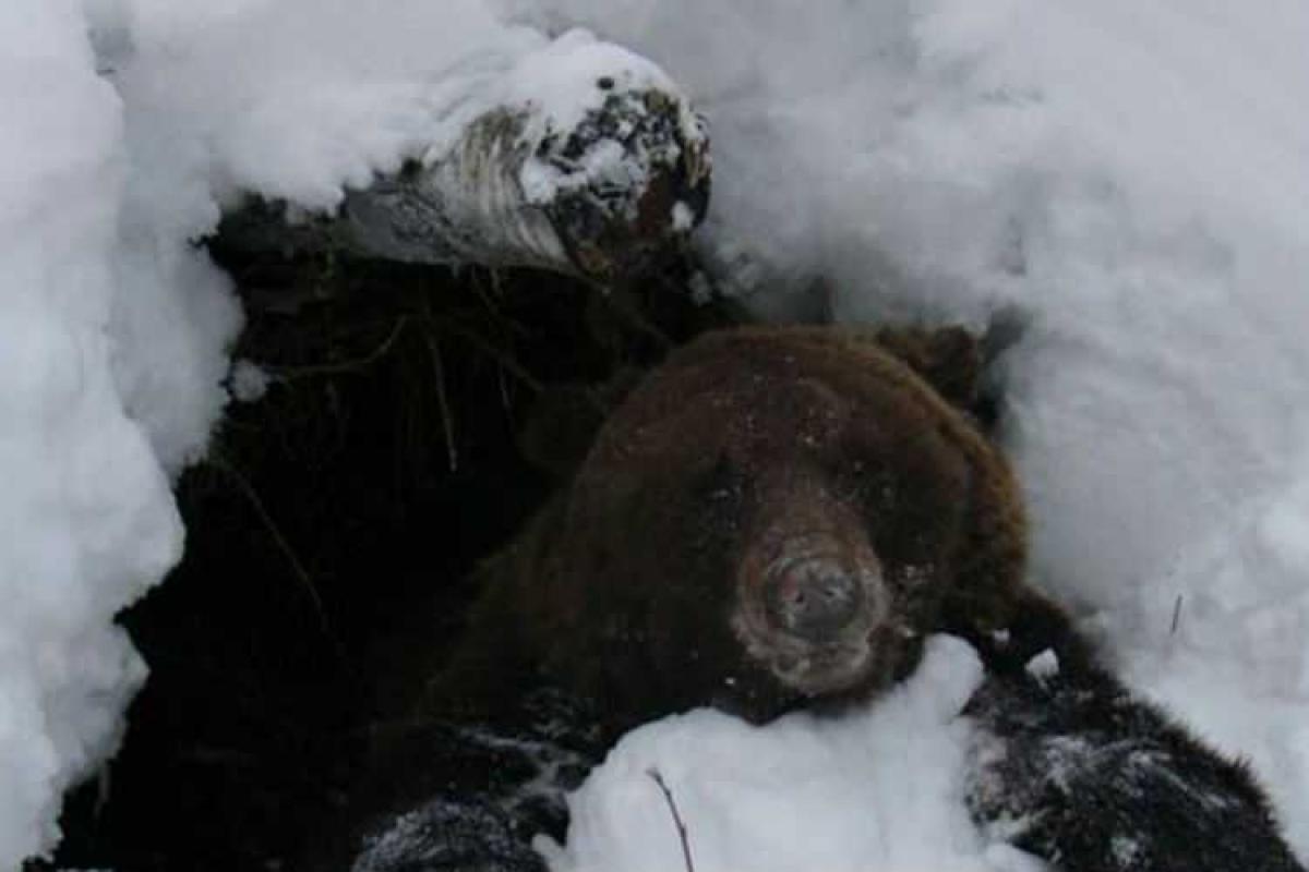 Российского охотника убил разъяренный медведь