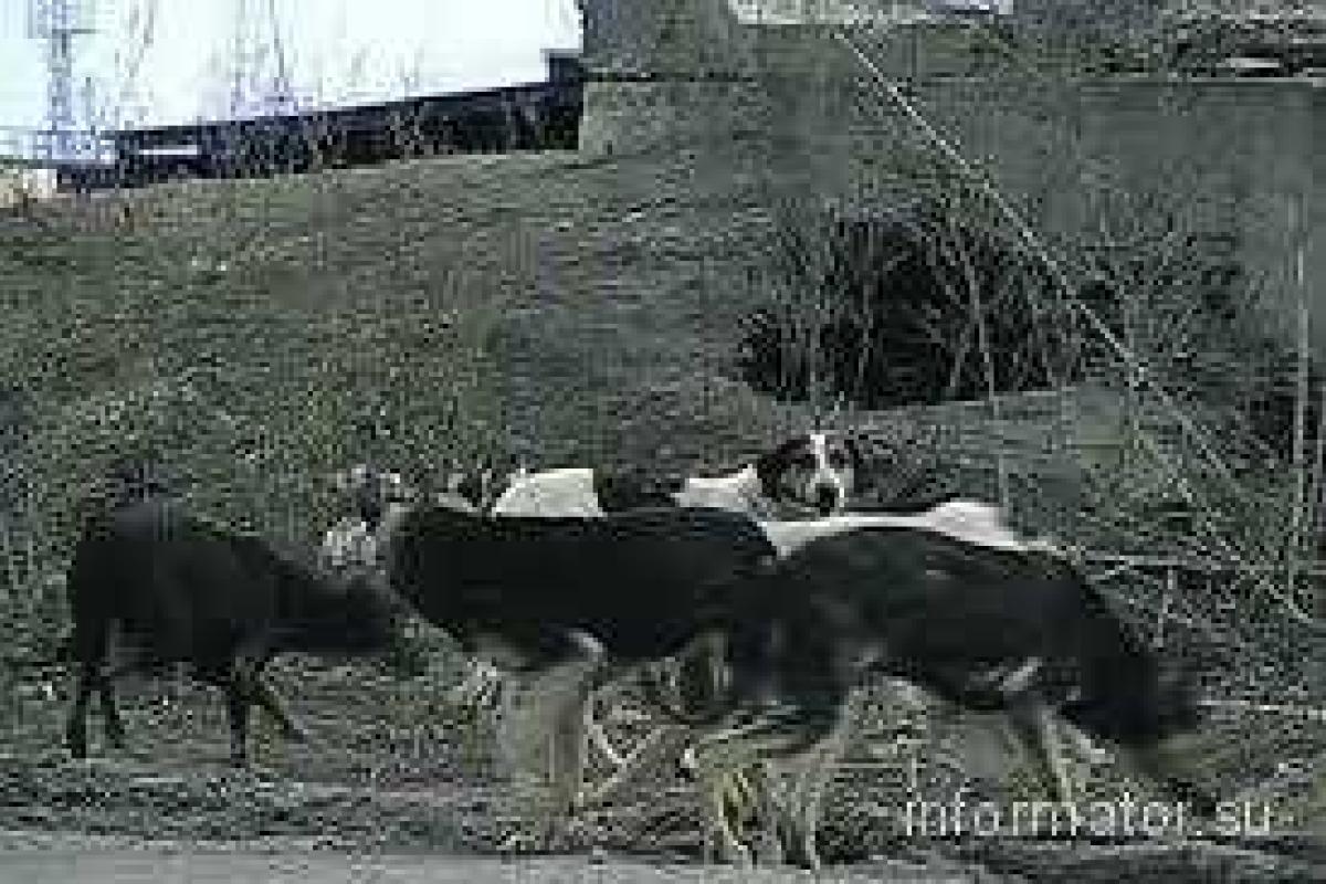 Жителям Горловки страшно ходить по городу из-за собак Жителям Горловки страшно ходить по городу из-за собак