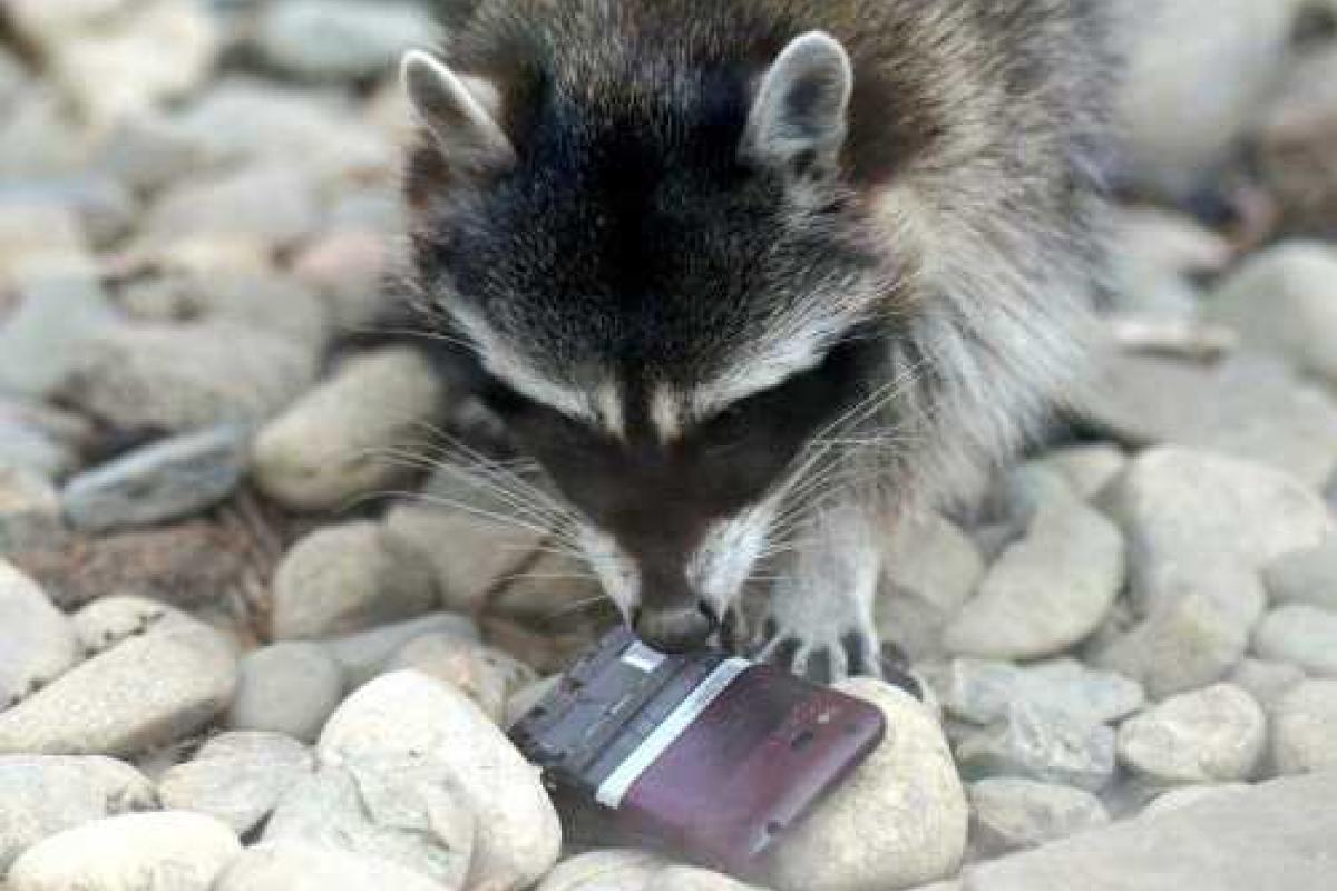 Банда енотов в Московском зоопарке обкрадывает посетителей 