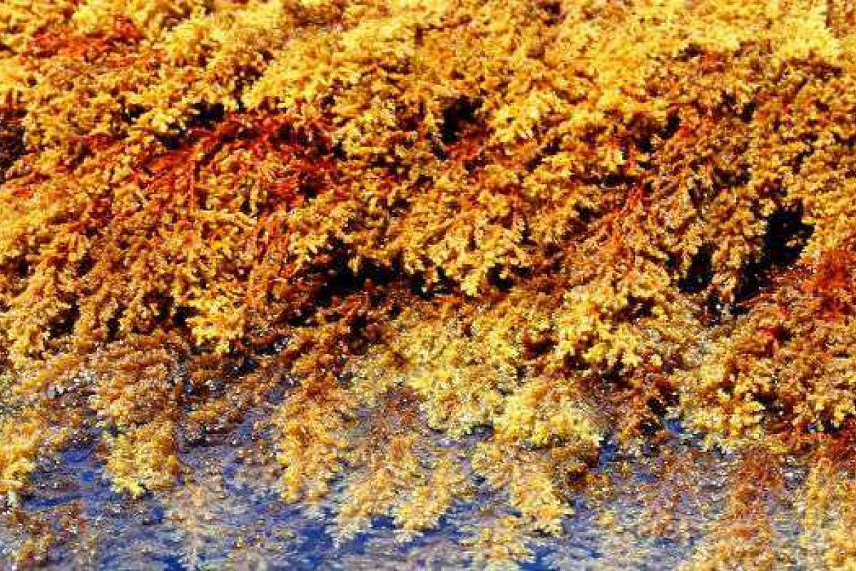 Ученые предложили заряжать мобильные телефоны от водорослей