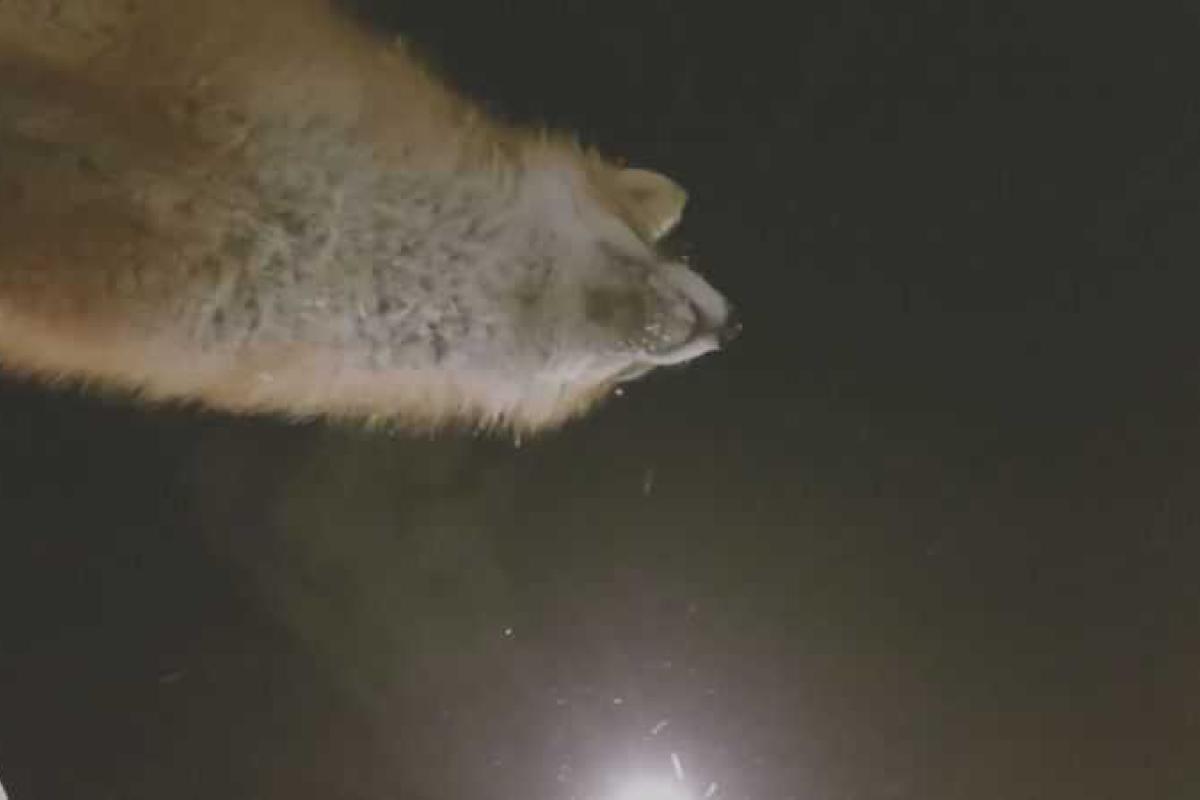 На севере России лиса стащила камеру и сняла ролик о своих похождениях. Видео