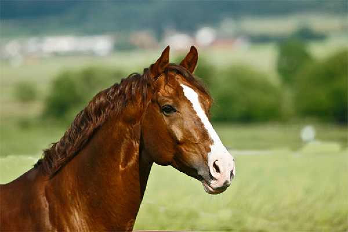 В Россию из Казахстана пытались ввезти наркотики на коне