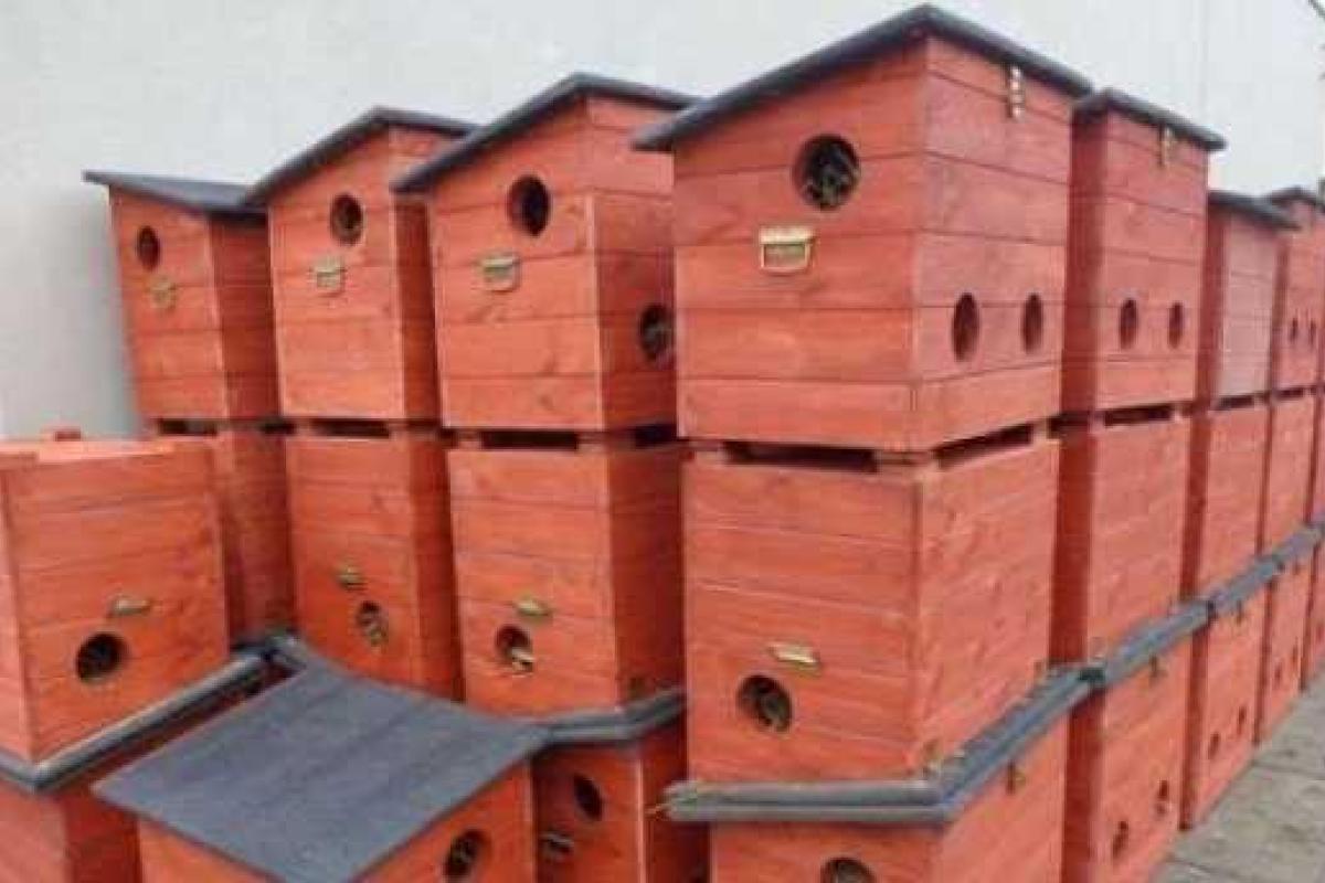 В Польше раздают домики для бездомных котов