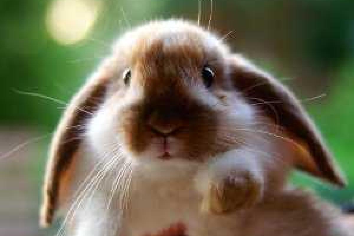 В России кролик покусал младенца