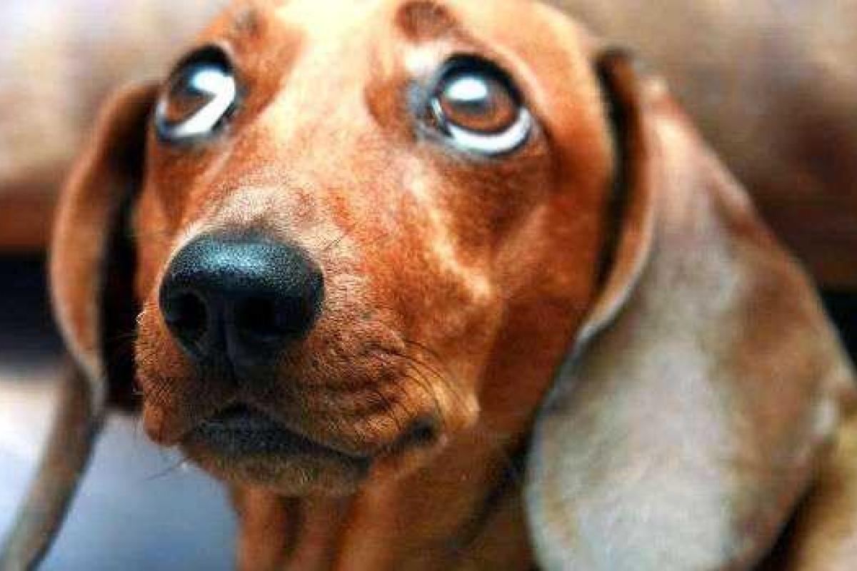 Журналист из РФ предложил заменить «голову» Крыма на собаку Журналист из РФ предложил заменить «голову» Крыма на собаку