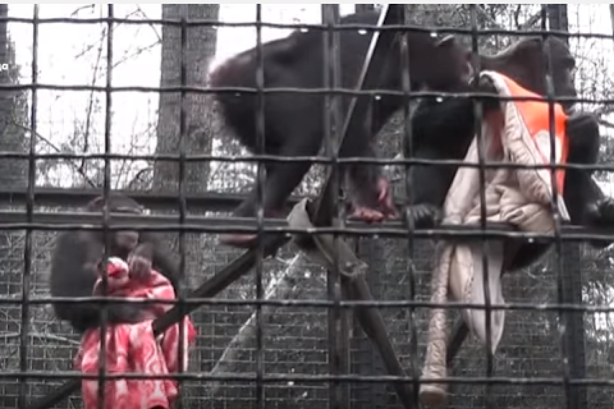 В ялтинском зоопарке обезьян пытаются согреть одеялами В ялтинском зоопарке обезьян пытаются согреть одеялами