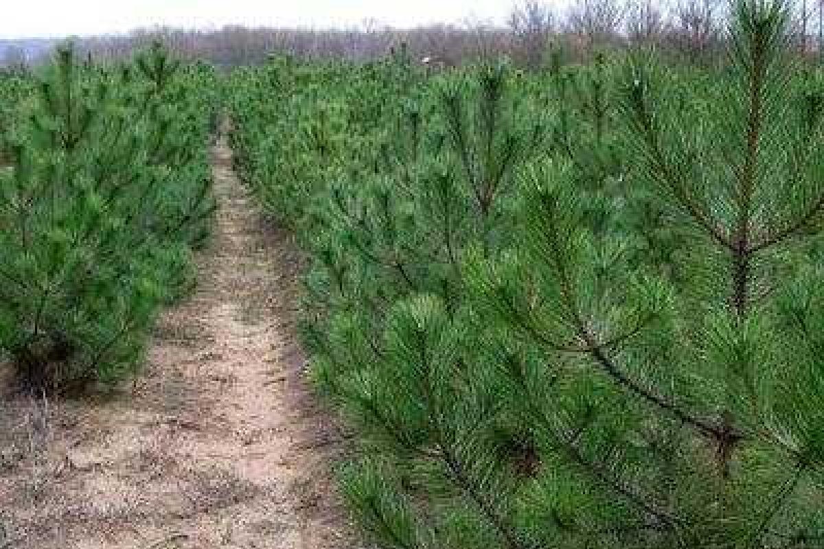 В "ДНР" готовятся к Новому году, уже устанавливают елку В "ДНР" готовятся к Новому году, уже устанавливают елку