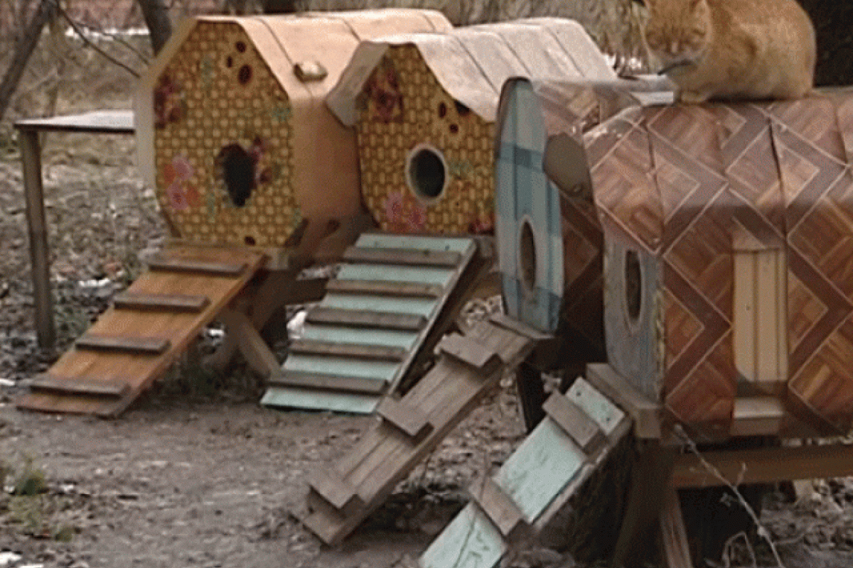 В Харькове супружеская пара построила кошачий поселок В Харькове супружеская пара построила кошачий поселок