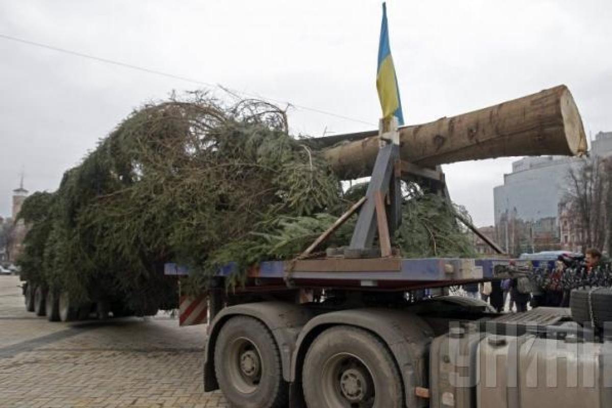 Стало известно какой высоты будет новогодняя ёлка в Киеве