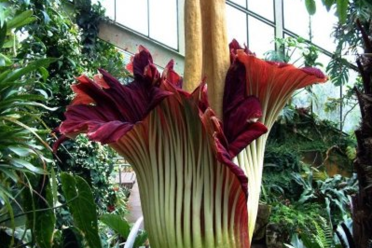 В ботаническом саду Австралии зацвел редчайший «трупный цветок»