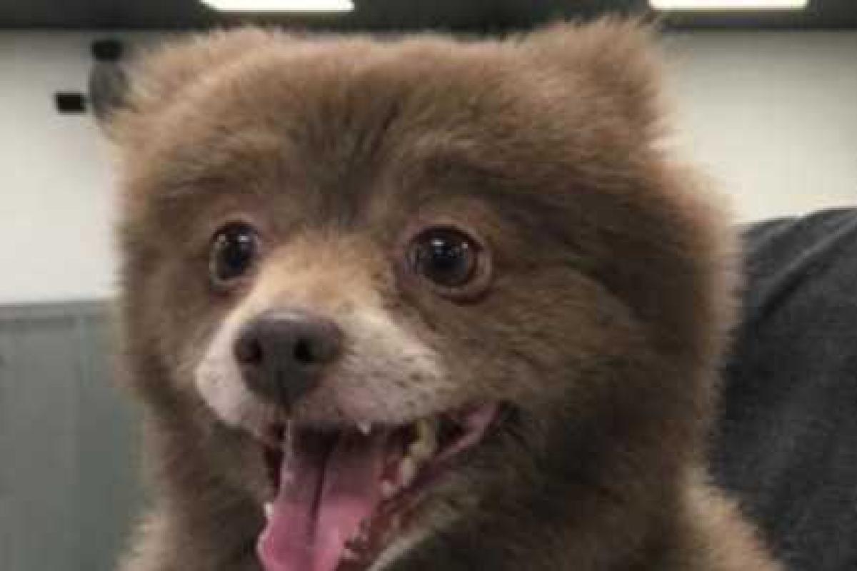 «Странное животное» вызвало споры в социальных сетях