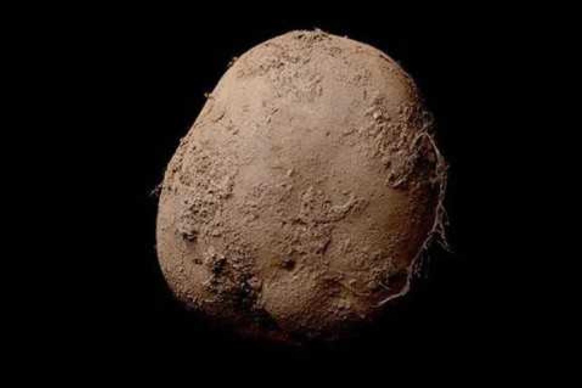 Ирландский фотограф сделал снимок картошки, который купили за 1 миллион долларов