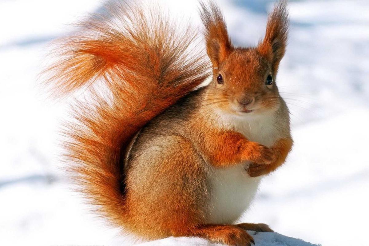 Из-за теплой зимы в Англии неимоверно растолстели белки