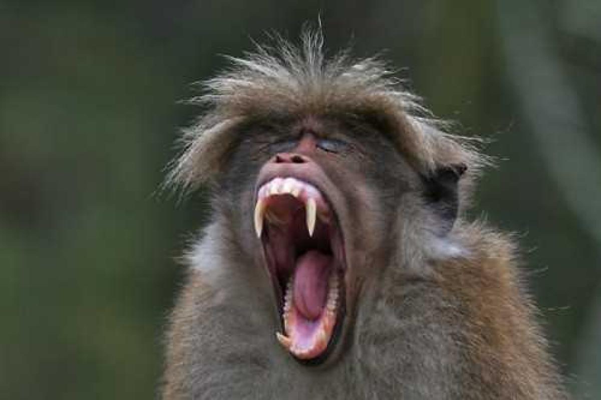 В Таиланде обезьяна укусила мальчика из России