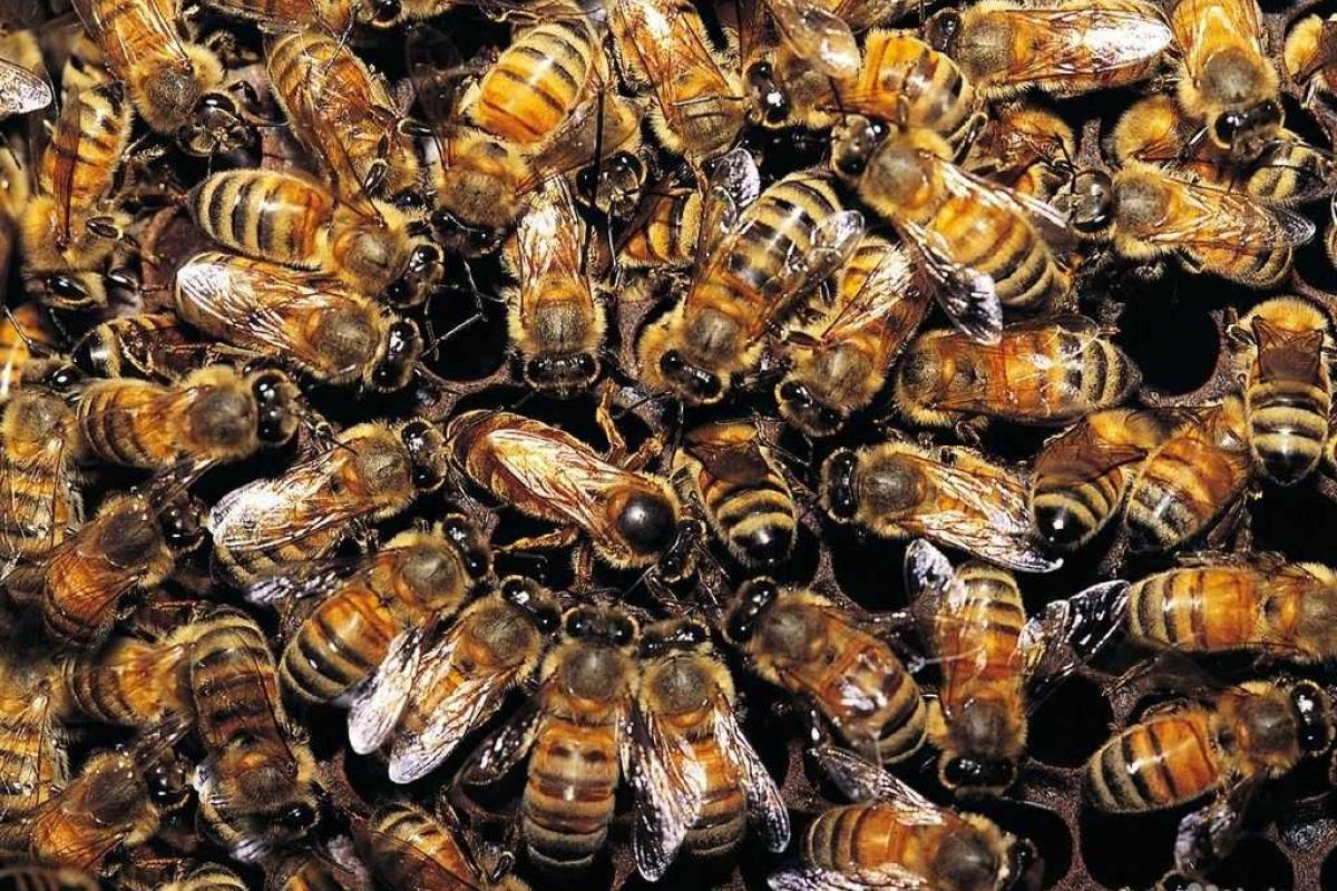 Мужчина нашел под панелью своего автомобиля огромный пчелиный рой