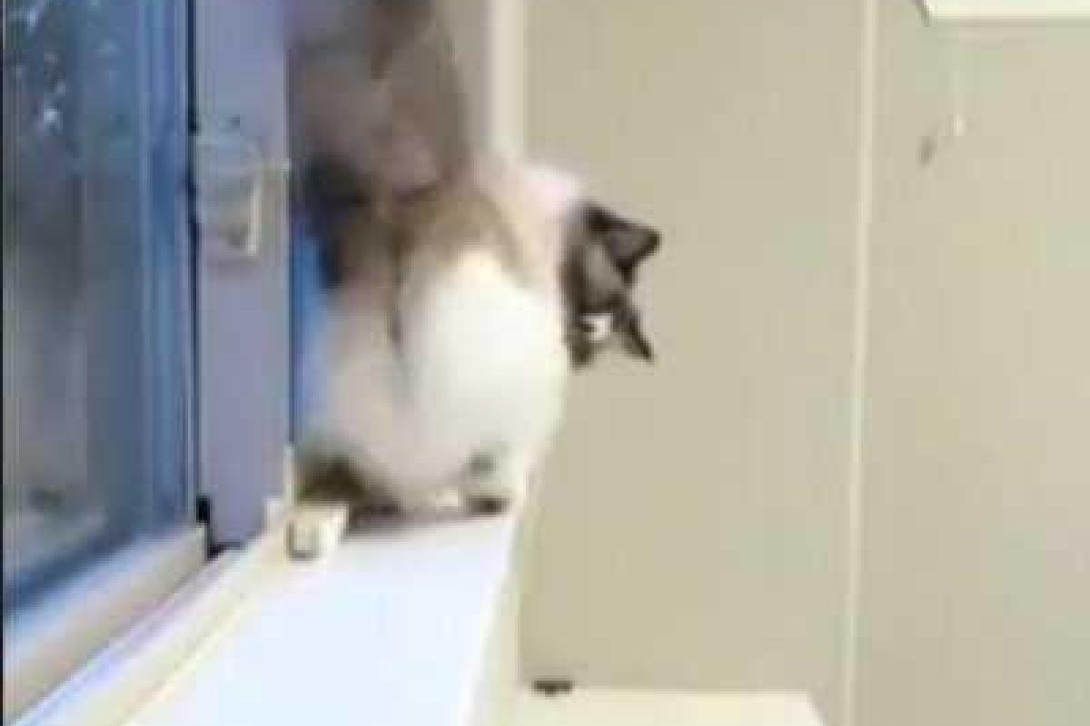 Кот покорил YouTube «лунной походкой» Майкла Джексона