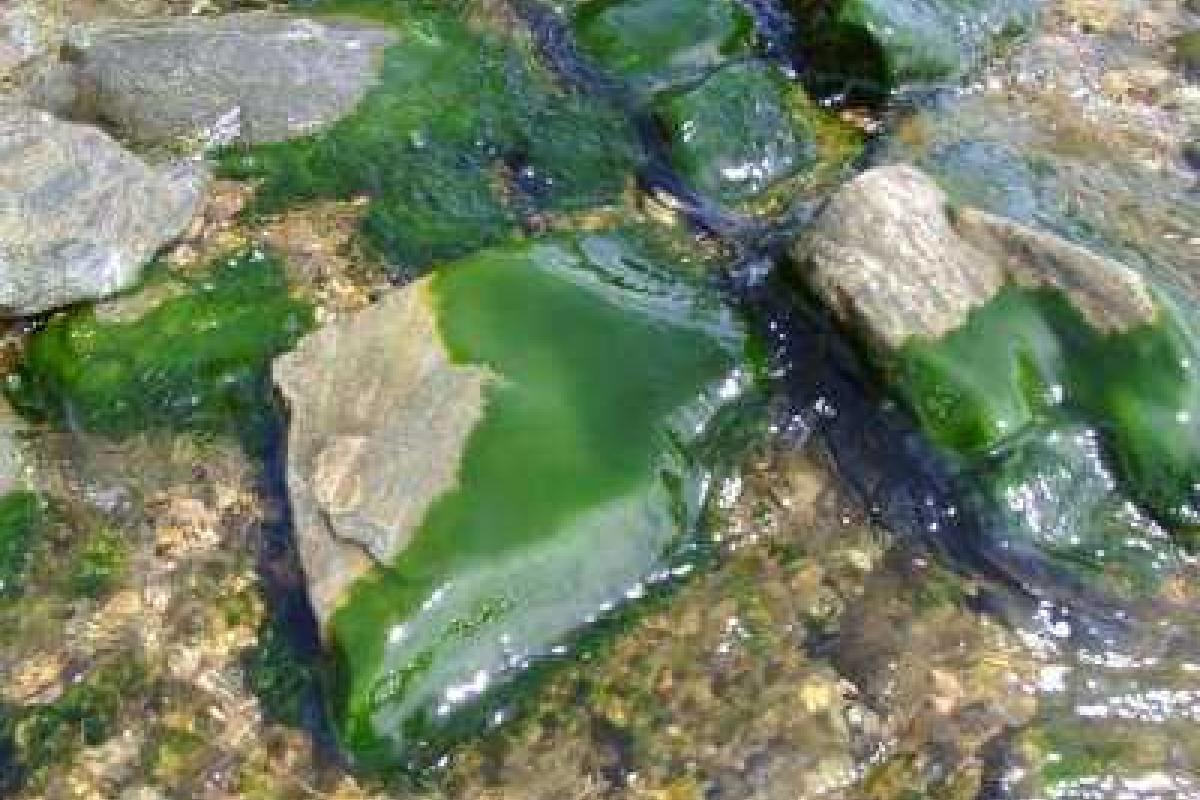 В прибрежных водах Байкала ученые обнаружили яд