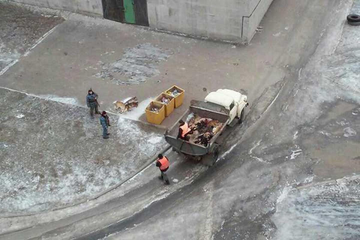 В Горловке бездомных собак убивают на глазах у детей В Горловке бездомных собак убивают на глазах у детей