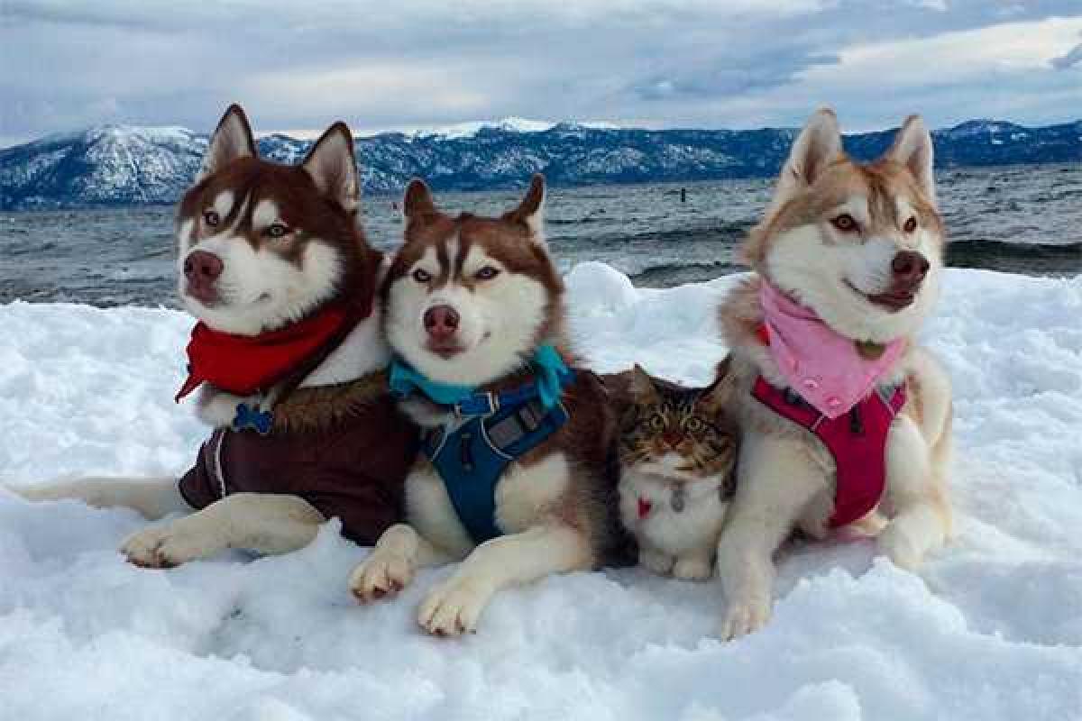 Кошка, "удочеренная" тремя хаски, прославилась в Instagram