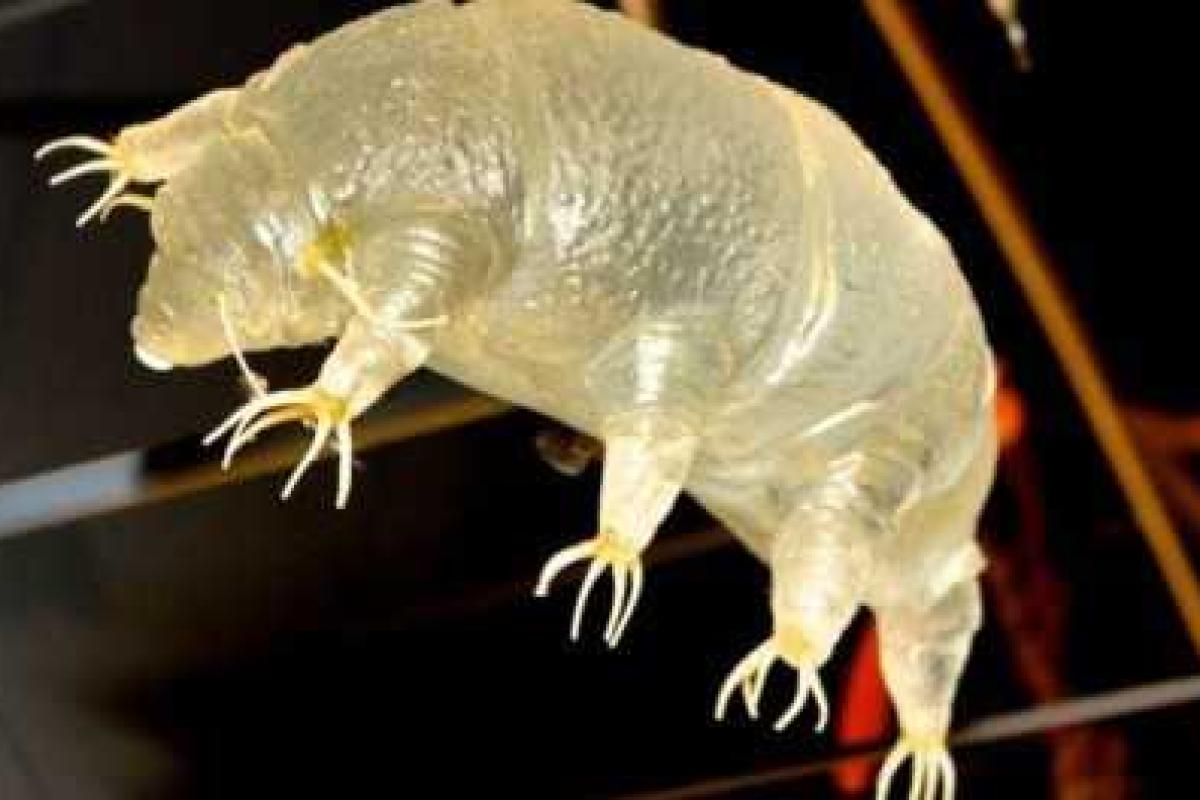 Японские ученые успешно оживили животное спустя 30 лет после заморозки