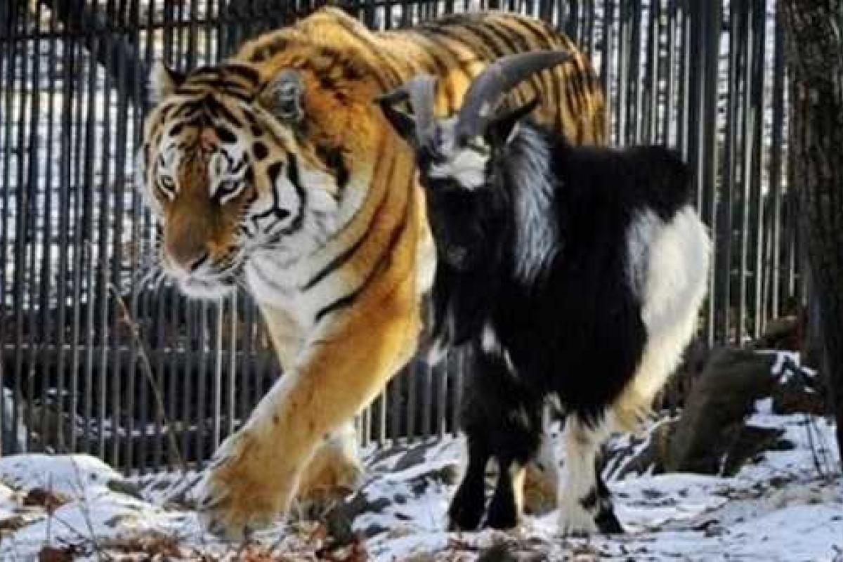 Тигр Амур и козел Тимур подрались Тигр Амур и козел Тимур подрались