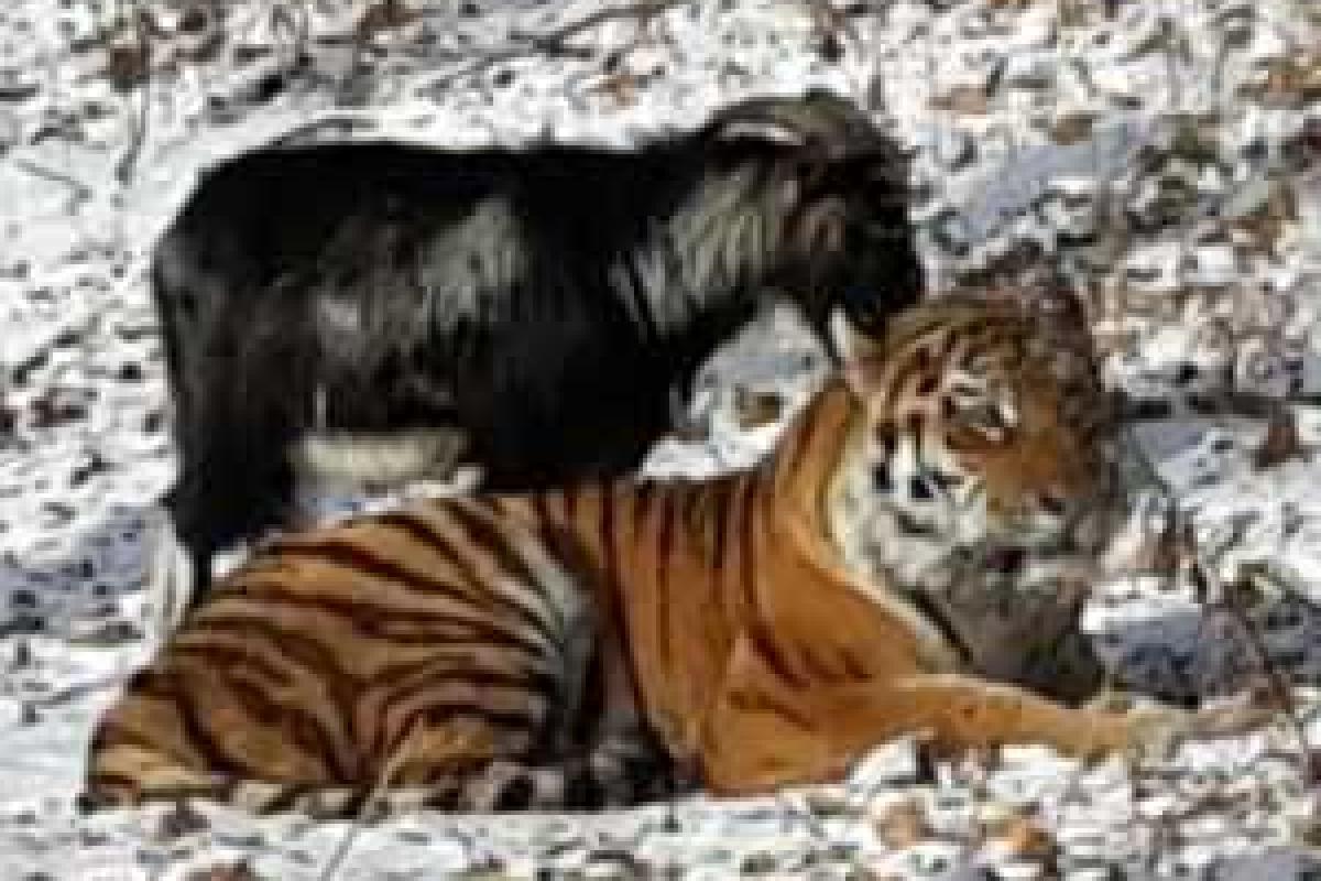 Козла Тимура и тигра Амура пришлось разлучить