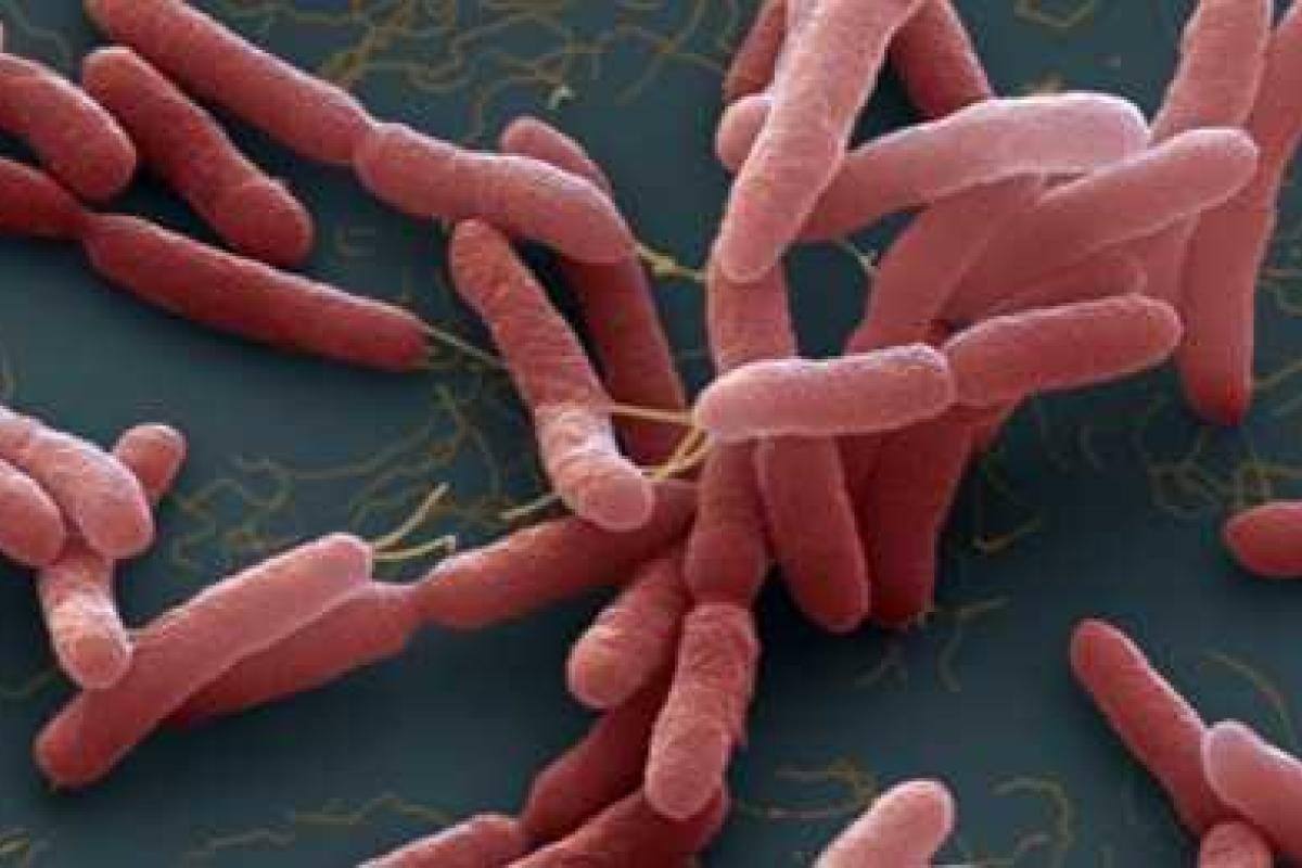 Человечеству грозит новая смертельная тропическая инфекция