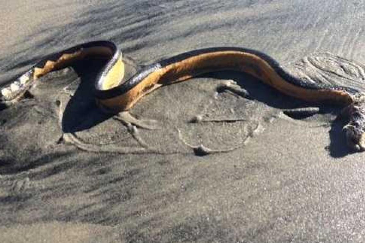 На пляжи Калифорнии море выносит ядовитых змей