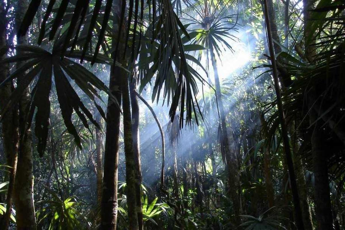 В джунглях центральной Америки найден «Белый город», считавшийся мифом