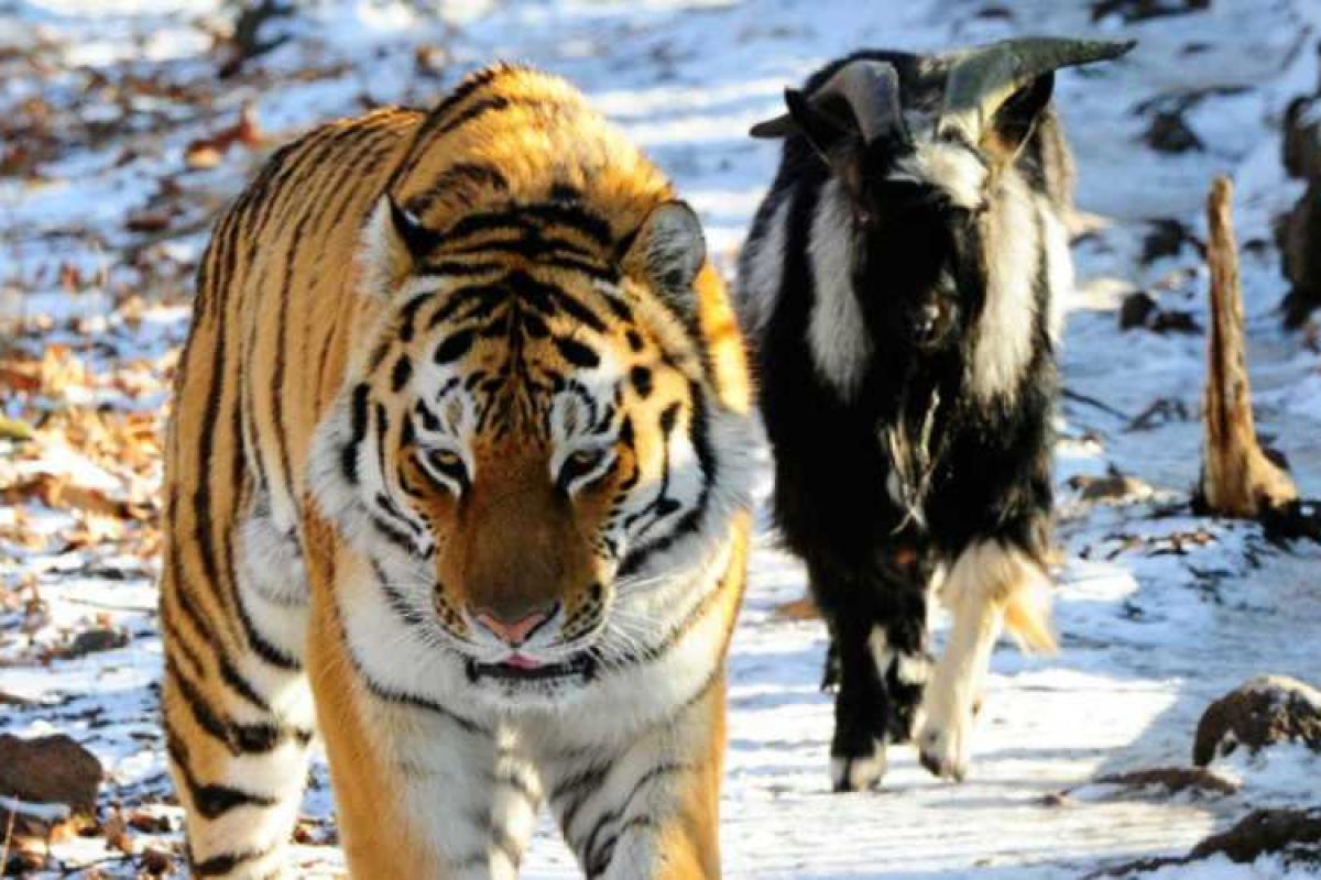 Дружба пошатнулась? Тигр Амур ударил козла Тимура