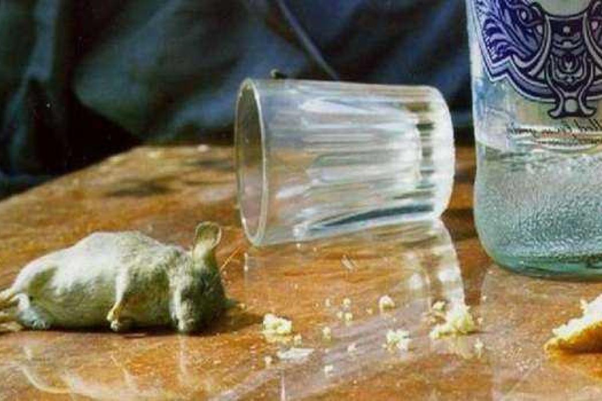 Москвич в одиночку на праздник выпил восемь бутылок водки и умер