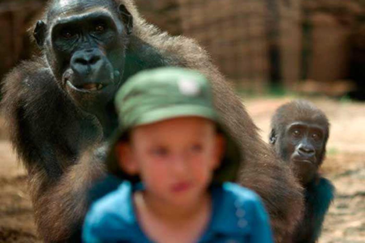 В Таиланде обезьяны чуть не съели ребенка из России