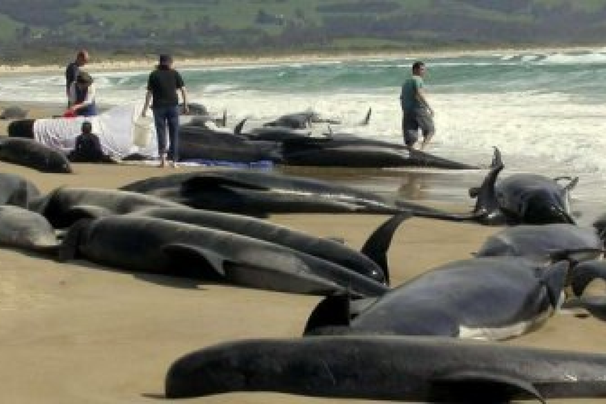 100 дельфинов выбросились на берег в Индии, более 20 погибли 100 дельфинов выбросились на берег в Индии, более 20 погибли