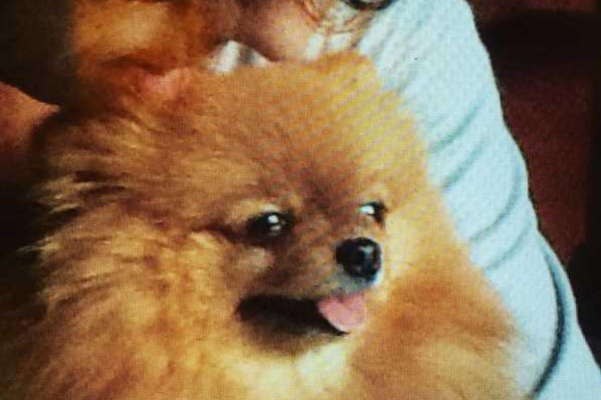 Алла Пугачева сделала своего пёсика звездой Instagram Алла Пугачева сделала своего пёсика звездой Instagram