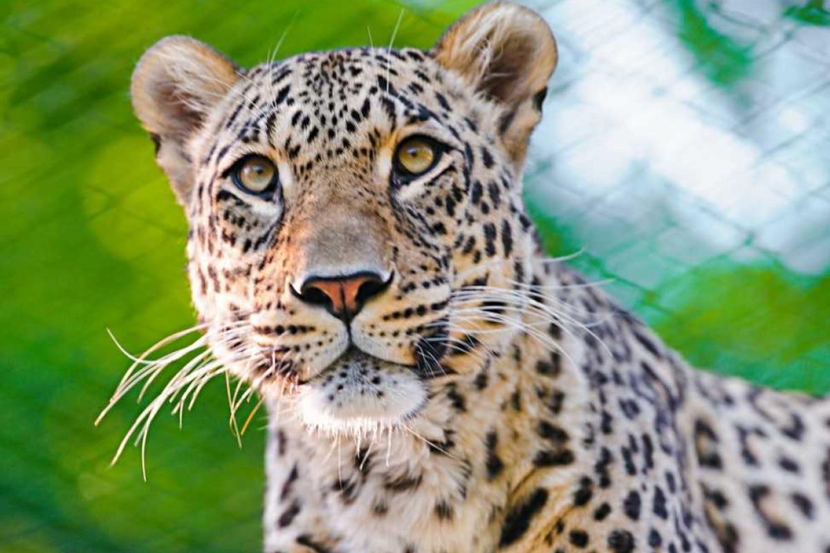 Леопард напал на школу в Индии: 6 человек ранены